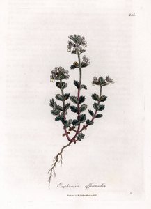 近视草--普通眼药，Euphrasia officinalis。詹姆斯-索尔比（James Sowerby）根据威廉-伍德维尔（William Woodville）和威廉-杰克逊-胡克爵士（William Jackson Hooker）的《医学植物学》绘制的植物插图手工彩色铜版画，约翰-伯恩，伦敦 作者 詹姆斯·索尔比