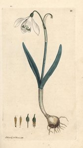 雪花莲，雪花莲。 手绘铜版雕刻，由詹姆斯·索尔比 (James Sowerby) 绘制，来自伦敦詹姆斯·史密斯英国植物学 (James Smith