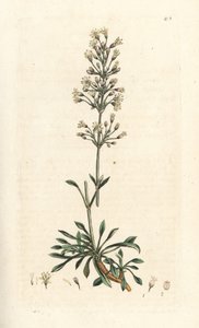 Spanish catchfly, Silene otites (Spanish campion, Cucubalus otites) (silene a small leaves) 根据伦敦 James Smith 的《英国植物学》中 James Sowerby 的插图所作的手工彩色铜版雕刻 作者 詹姆斯·索尔比
