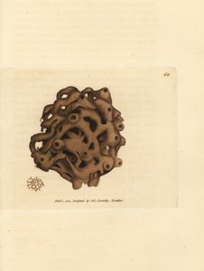 海绵，Haliclona cinerea（取消海绵，Spongia cancellata）。 《英国杂记》中詹姆斯·索尔比 (James Sowerby) 的手绘铜版雕刻，或新的、稀有的或鲜为人知的动物主题的彩色人物。 作者 詹姆斯·索尔比