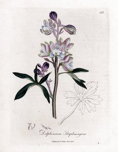 Staphisegar or grass with lice or grass with gouty or wild grapes - Palmated larkspur or stavesacre, Delphinium staphisagria.詹姆斯-索尔比（James Sowerby）根据威廉-伍德维尔（William Woodville）和威廉-杰克逊爵士（Sir William Jackson H）的植物学插图绘制的手工彩色铜版画。 作者 詹姆斯·索尔比