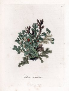 叶状体或冰岛苔藓 - 刺叶地衣，Lichen islandicus。 手绘铜版雕刻，取自詹姆斯·索尔比 (James Sowerby) 的植物插图，来自威廉·伍德维尔 (William Woodville) 和威廉·杰克逊·胡克爵士 (Sir William Jackson Hooker) 的“药用植物学”，约翰·博恩 (John Bohn)，伦敦