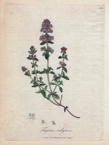 百里香（百里香）。 手绘铜版画，取自詹姆斯·索尔比 (James Sowerby) 的插图。 摘自威廉·伍德维尔 (William Woodville) 和威廉·杰克逊·胡克爵士 (Sir William Jackson Hooker) 1832 年所著的《药用植物》一书。不知疲倦的索尔比 (1757-1822) 绘制了 2500 多幅作品 作者 詹姆斯·索尔比