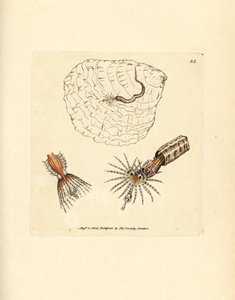 管状环纹扇形虫，Spirobranchus triqueter。詹姆斯-索尔比（James Sowerby）的手工彩色铜版雕刻，选自《英国杂录》（The British Miscellany），或《新奇、罕见或鲜为人知的动物彩色图片》（Colored figures of new, rare, or little known animal subjects）。 作者 詹姆斯·索尔比