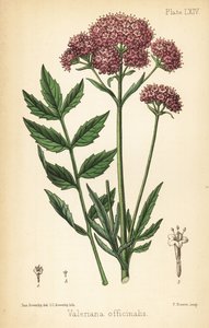 缬草，Valeriana officinalis。夏洛特-卡罗琳-索尔比（Charlotte Caroline Sowerby）根据詹姆斯-索尔比（James Sowerby）从爱德华-汉密尔顿（Edward Hamilton）的《植物顺势疗法》（Flora Homeopathica）中摘录的插图绘制的手绘彩色石版画，Bailliere，伦敦