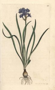 春天的海葱，Scilla verna (Spring Scille) 手绘铜版雕刻，由詹姆斯·索尔比 (James Sowerby) 绘制，来自伦敦詹姆斯·史密斯英国植物学 (James Smith