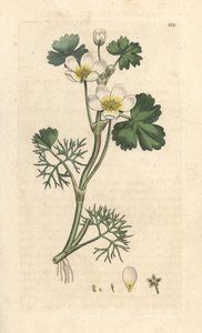 水生毛茛，毛茛属（水生毛茛）手绘铜版雕刻，由詹姆斯·索尔比 (James Sowerby) 绘制，来自伦敦詹姆斯·史密斯英国植物学 (James Smith