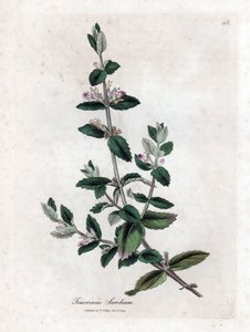 水芽菜 - 水芽菜，Teucrium scordium。詹姆斯-索尔比（James Sowerby）根据威廉-伍德维尔（William Woodville）和威廉-杰克逊-胡克爵士（William Jackson Hooker）的《医学植物学》绘制的植物插图所作的手工彩色铜版雕刻，约翰-伯恩，伦敦 作者 詹姆斯·索尔比