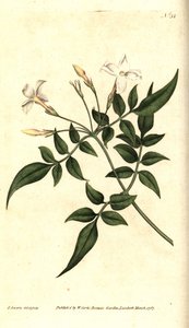 白茉莉（或茉莉花）--普通茉莉或茉莉花，Jasminum officinale。詹姆斯-索尔比（James Sowerby）的手工铜版雕刻和植物插图，选自威廉-柯蒂斯（William Curtis）的《植物杂志》，伦敦兰贝斯沼泽地 作者 詹姆斯·索尔比