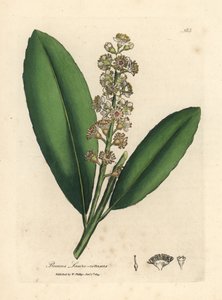 白花樱桂树，Prunus laurocerasus 作者 詹姆斯·索尔比