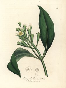 白花丁香树，Caryophyllus aromaticus 作者 詹姆斯·索尔比