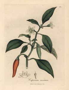 白花、猩红几内亚胡椒、辣椒 作者 詹姆斯·索尔比