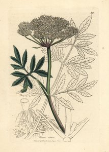 白花水芹，Cicuta virosa 作者 詹姆斯·索尔比