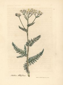 白花欧蓍草或 milfoil，Achillea millefolium 作者 詹姆斯·索尔比