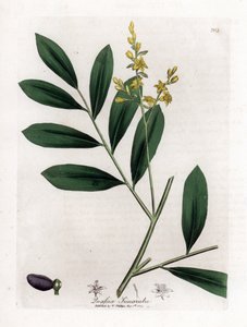 白色桃花心木或 marupa - Simarouba、Simarouba amara。 手绘铜版雕刻，取自詹姆斯·索尔比 (James Sowerby) 的植物插图，来自威廉·伍德维尔 (William Woodville) 和威廉·杰克逊·胡克爵士 (Sir William Jackson Hooker) 的“药用植物学”，约翰·博恩 (John Bohn)，伦敦 作者 詹姆斯·索尔比