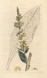 White mullein, Verbasum lychnitis (molene) 根据伦敦 James Smith 的《英国植物学》中 James Sowerby 的插图绘制的手工彩色铜版雕刻品