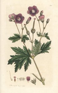 Wood cranesbill or woodland geranium, Geranium sylvatium (wood geranium) 根据伦敦 James Smith 的《英国植物学》中 James Sowerby 的插图所作的手工彩色铜版雕刻 作者 詹姆斯·索尔比