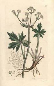 木桑尼克（Sanicula europaea）。 手绘铜版雕刻，由詹姆斯·索尔比 (James Sowerby) 绘制，来自伦敦詹姆斯·史密斯英国植物学 (James Smith