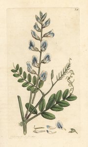 野豌豆，Vicia sylvatica (vesce des bois) 手绘铜版雕刻，由詹姆斯·索尔比 (James Sowerby) 绘制，来自伦敦詹姆斯·史密斯英国植物学 (James Smith