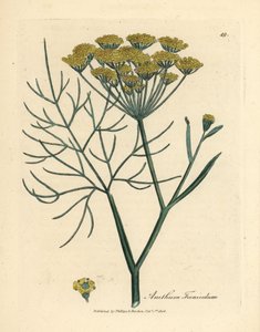 黄花茴香 Anethum foeniculum 作者 詹姆斯·索尔比