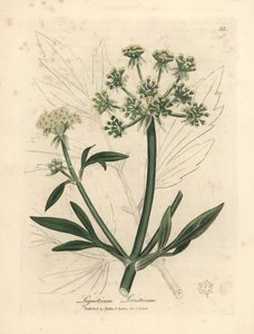 黄花独活草，Ligusticum levisticum 作者 詹姆斯·索尔比
