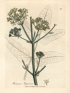 黄花opopanax或粗防风草，Pastinaca opopanax 作者 詹姆斯·索尔比
