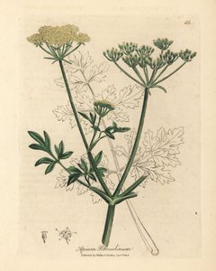 黄花欧芹，Apium petroselinum 作者 詹姆斯·索尔比