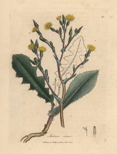 黄花野生生菜，Lactuca virosa