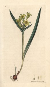 伯利恒的黄星，黄花万年青 (Ornithogalum uteum) (gagee jaune) 手绘铜版雕刻，由詹姆斯·索尔比 (James Sowerby) 绘制，来自伦敦詹姆斯·史密斯英国植物学 (James Smith