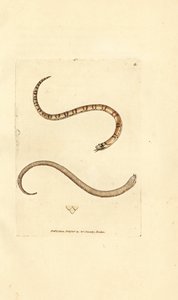 年轻的光滑蛇，Coronella austriaca（邓弗里斯郡蛇，Coluber dumfrisiensis）。 《英国杂记》中詹姆斯·索尔比 (James Sowerby) 的手绘铜版雕刻，或新的、稀有的或鲜为人知的动物主题的彩色人物。 作者 詹姆斯·索尔比