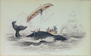 格陵兰鲸鱼，威廉家园莉莎（1788-1859）刻的书籍插图 作者 詹姆斯·斯图尔特