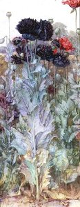 黑色和深红色的冰岛罂粟花（水彩画） 作者 詹姆斯·瓦伦丁·杰利