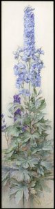 翠雀，c.1920 作者 詹姆斯·瓦伦丁·杰利