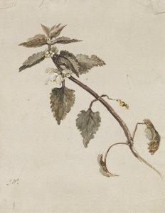 枝繁叶茂 作者 詹姆斯·沃德
