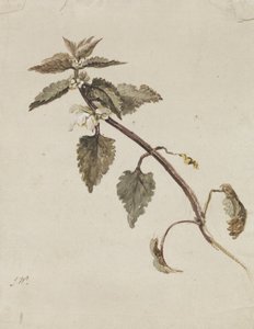 枝繁叶茂 作者 詹姆斯·沃德