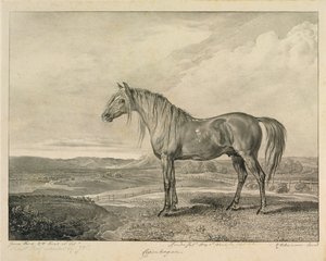 哥本哈根，来自&39;Celebrated Horses&39;，由艺术家1823-24发表的14件赛车版画 作者 詹姆斯·沃德