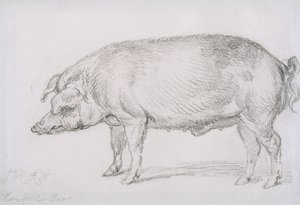 赫里福德野猪，约1803-04年（纸上铅笔） 作者 詹姆斯·沃德
