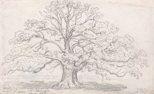 霍华德先生的大橡树，1820 年 8 月 5 日 作者 詹姆斯·沃德