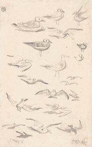 海鸥研究 作者 詹姆斯·沃德