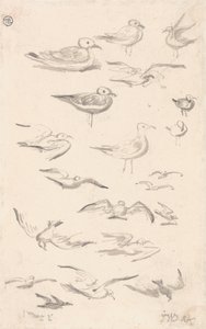 海鸥研究 作者 詹姆斯·沃德