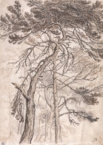 树木研究 作者 詹姆斯·沃德