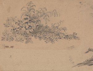 研究灌木丛 作者 詹姆斯·沃德