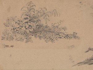 研究灌木丛 作者 詹姆斯·沃德