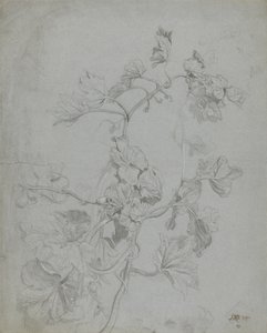 攀缘植物（南瓜家族）的研究（铅笔在蓝纸上加白色） 作者 詹姆斯·沃德