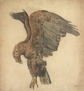 俯冲之鹰的研究 作者 詹姆斯·沃德