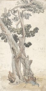 对一棵树的研究 作者 詹姆斯·沃德