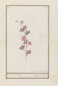 骑士刺（Consolida）
骑士单刺。/ floro simplici./ Esperon de chevalier afluer simple.(物体上的标题）