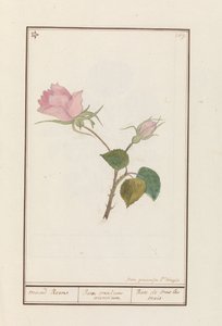 蔷薇
maend Roose / Rosa omnium mensium / Rose de tous les mois（标题见实物）