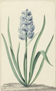 蓝色风信子 Franciscus Primus 作者 扬·奥古斯蒂尼