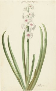 粉白色的风信子 Gloria Florum Suprema 作者 扬·奥古斯蒂尼